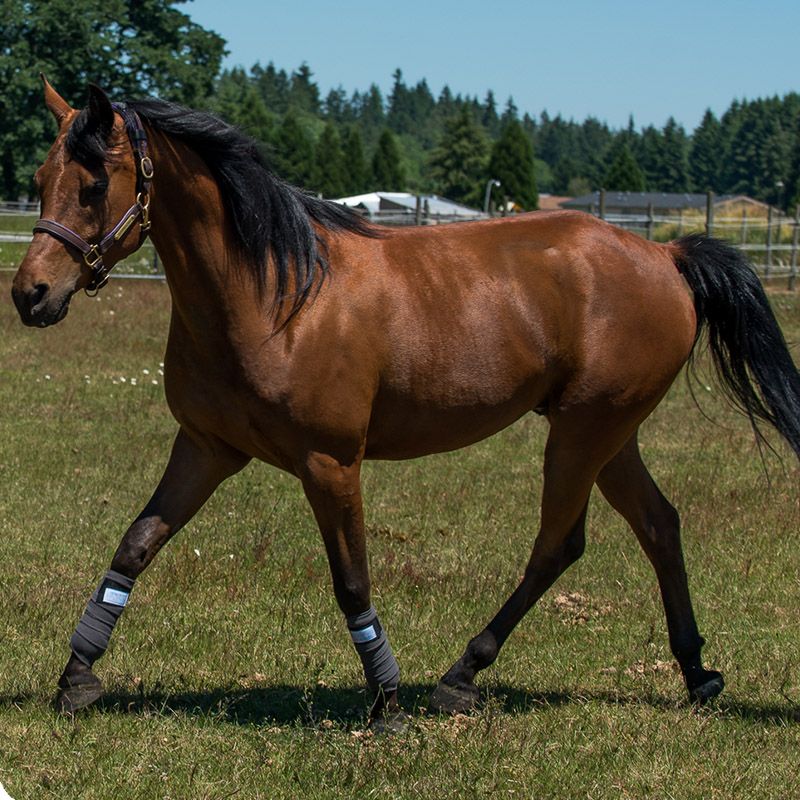 Far Infrared Therapeutic Polo Wraps for your Horse